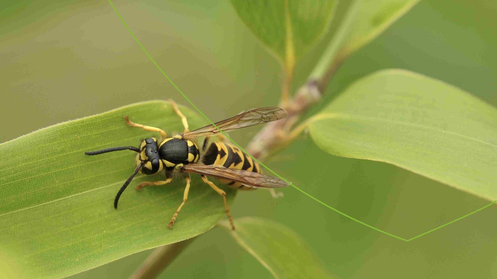 Wat doen bij insectenbeet