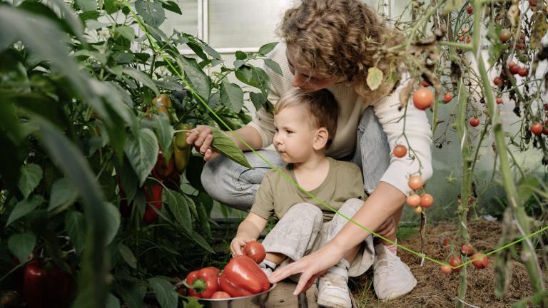 Vrouw met kind in een kas die paprika's plukken. Rechts daarvan staat een tomatenplant