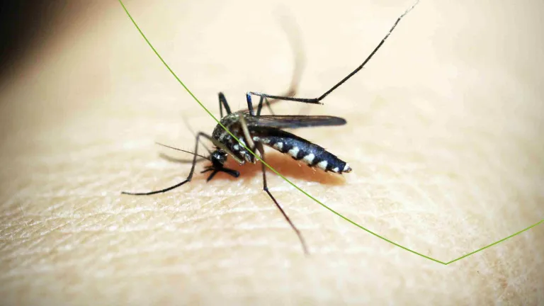 Insect prikt in de huid